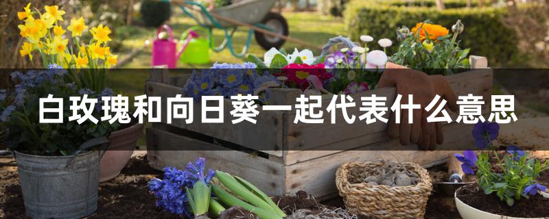 白玫瑰和向日葵一起代表什么意思 白玫瑰和向日葵一起代表什么意思