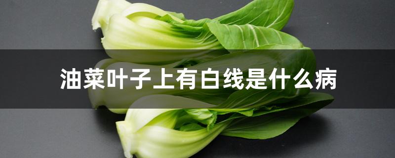 油菜叶子上有白线是什么病 油菜叶子上有白线是什么病