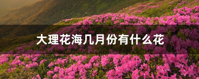 大理花海几月份有什么花 大理花海几月份有什么花
