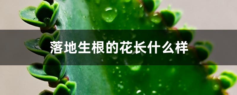 落地生根的花长什么样