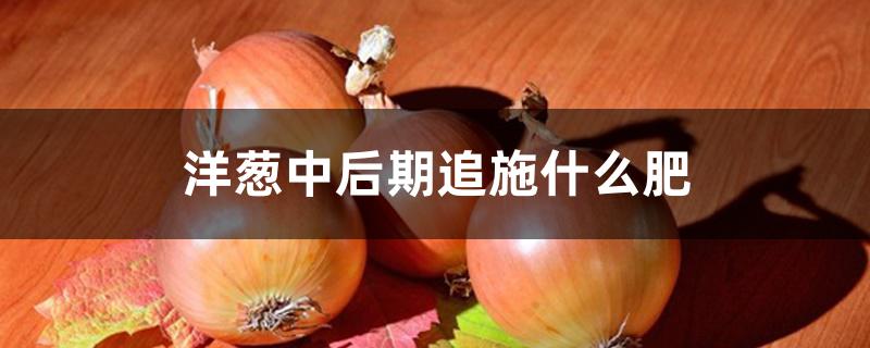 洋葱中后期追施什么肥