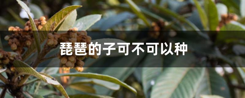 枇杷的籽可不可以种 枇杷的籽可不可以种
