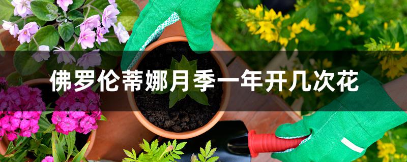佛罗伦蒂娜月季一年开几次花