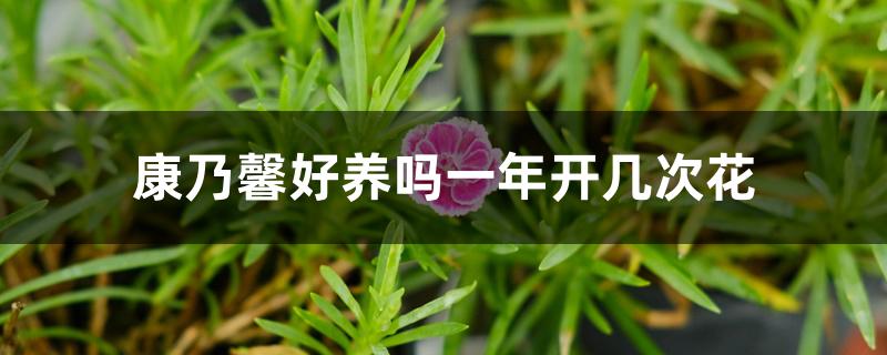 康乃馨好养吗一年开几次花 康乃馨好养吗一年开几次花