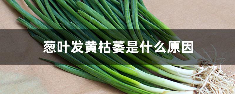 葱叶发黄枯萎是什么原因 葱叶发黄枯萎是什么原因