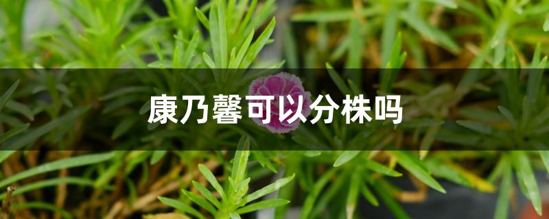 康乃馨可以分株吗 康乃馨可以分株吗
