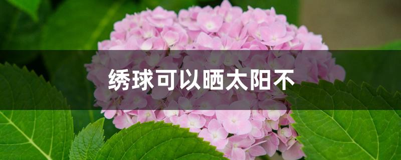 绣球可以晒太阳不 绣球可以晒太阳不