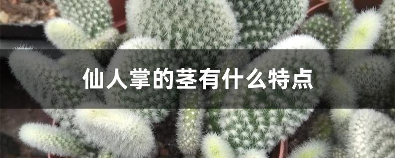 仙人掌的茎有什么特点 仙人掌的茎有什么特点
