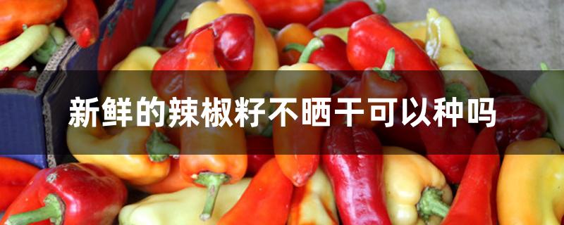 新鲜的辣椒籽不晒干可以种吗 新鲜的辣椒籽不晒干可以种吗