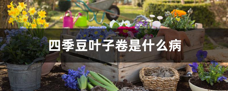 四季豆叶子卷是什么病 四季豆叶子卷是什么病
