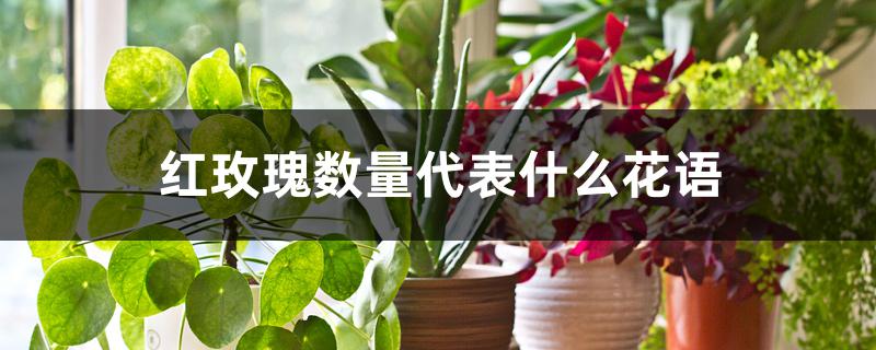 红玫瑰数量代表什么花语 红玫瑰数量代表什么花语