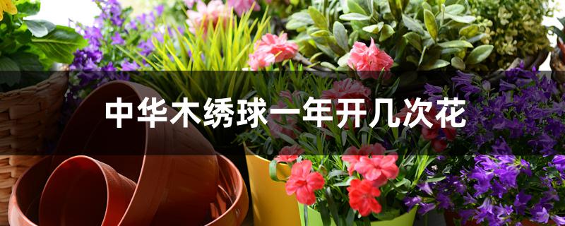 中华木绣球一年开几次花 中华木绣球一年开几次花