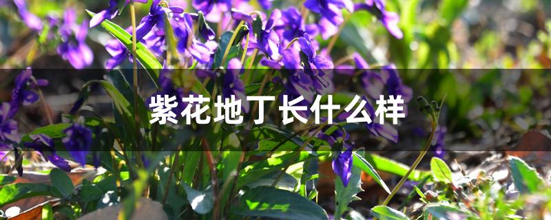 紫花地丁长什么样 紫花地丁长什么样