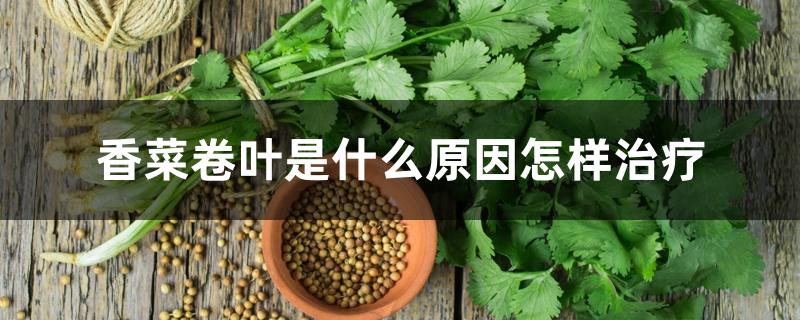 香菜卷叶是什么原因怎样治疗 香菜卷叶是什么原因怎样治疗