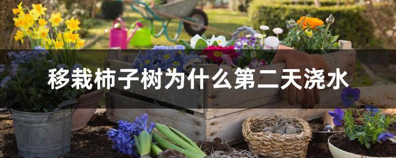 移栽柿子树为什么第二天浇水 移栽柿子树为什么第二天浇水