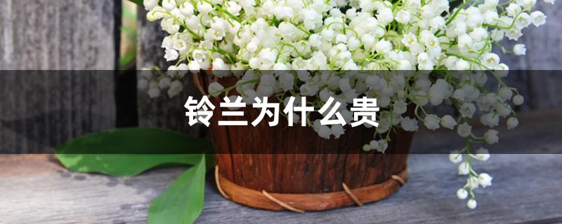 铃兰为什么贵 铃兰为什么贵