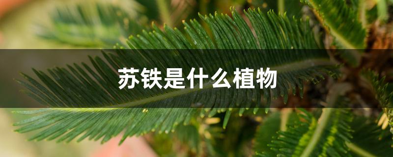 苏铁是什么植物 苏铁是什么植物