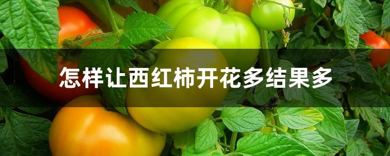怎样让西红柿开花多结果多 怎样让西红柿开花多结果多