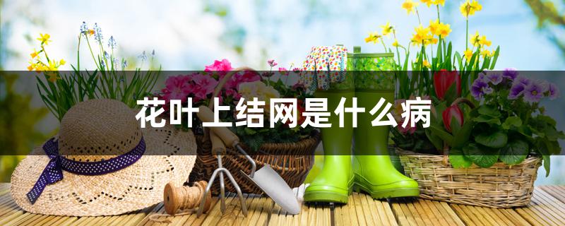 花叶上结网是什么病 花叶上结网是什么病