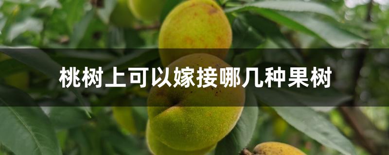 桃树上可以嫁接哪几种果树 桃树上可以嫁接哪几种果树
