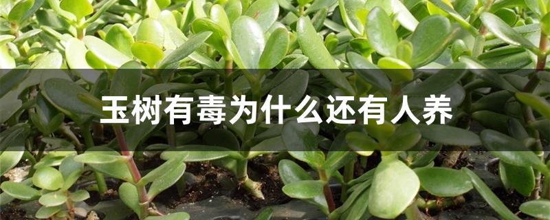 玉树有毒为什么还有人养 玉树有毒为什么还有人养