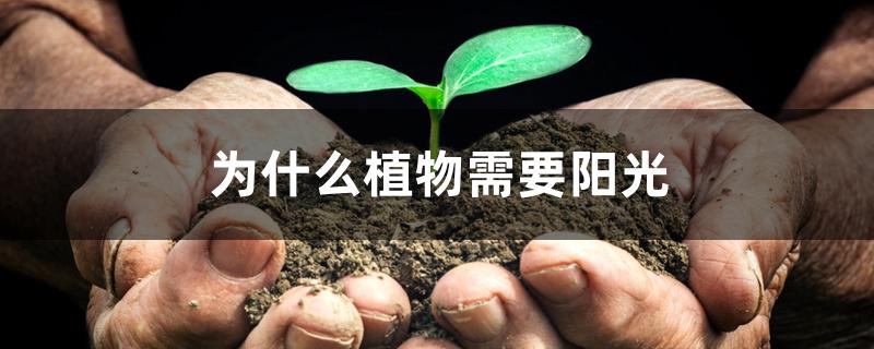 为什么植物需要阳光 为什么植物需要阳光