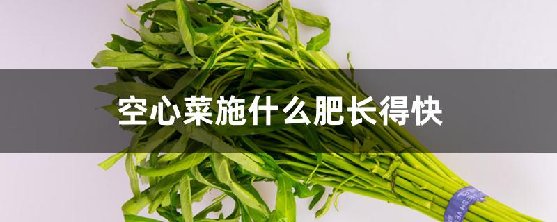 空心菜施什么肥长得快 空心菜施什么肥长得快