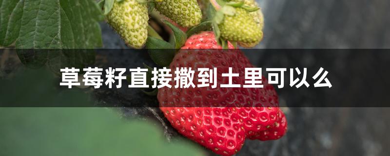 草莓籽直接撒到土里可以么 草莓籽直接撒到土里可以么