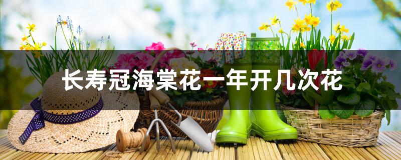 长寿冠海棠花一年开几次花 长寿冠海棠花一年开几次花