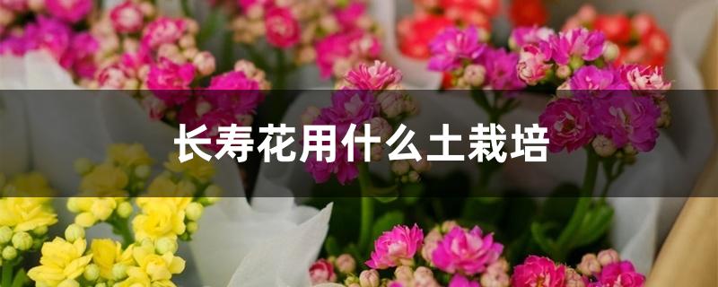 长寿花用什么土栽培 长寿花用什么土栽培