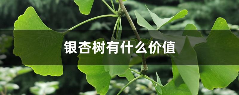 银杏树有什么价值 银杏树有什么价值