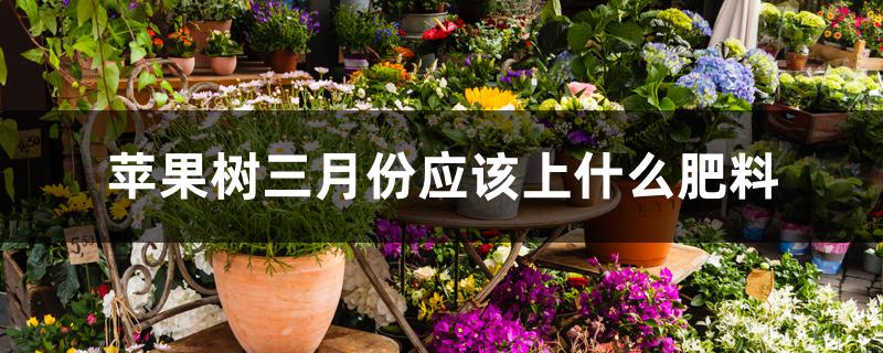 苹果树三月份应该上什么肥料 苹果树三月份应该上什么肥料