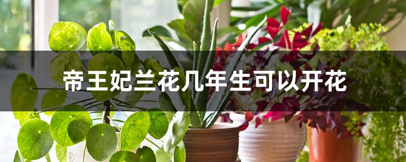 帝王妃兰花几年生可以开花 帝王妃兰花几年生可以开花