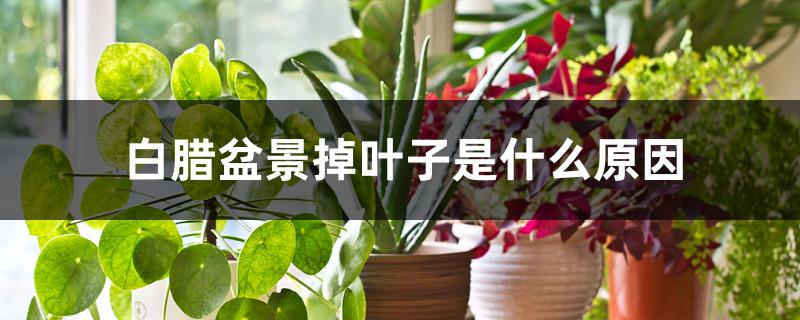 白腊盆景掉叶子是什么原因 白腊盆景掉叶子是什么原因