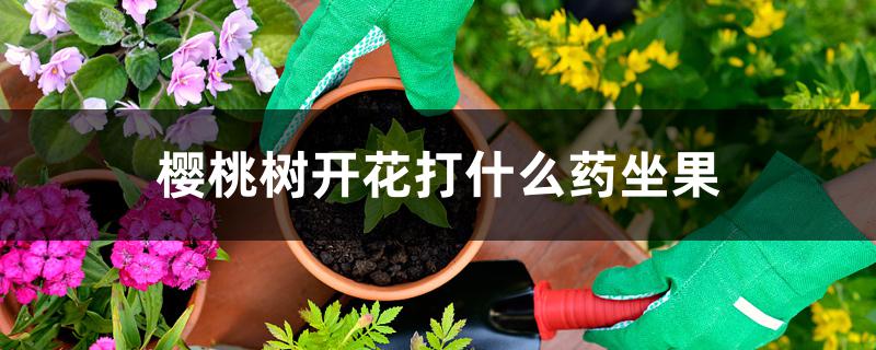 樱桃树开花打什么药坐果 樱桃树开花打什么药坐果