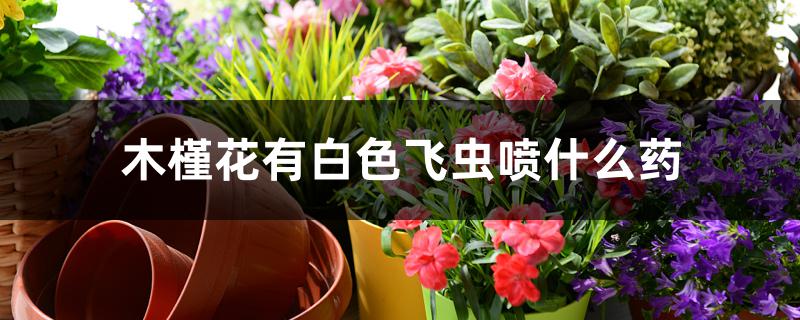 木槿花有白色飞虫喷什么药 木槿花有白色飞虫喷什么药