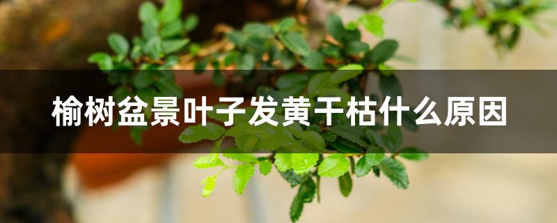 榆树盆景叶子发黄干枯什么原因 榆树盆景叶子发黄干枯什么原因