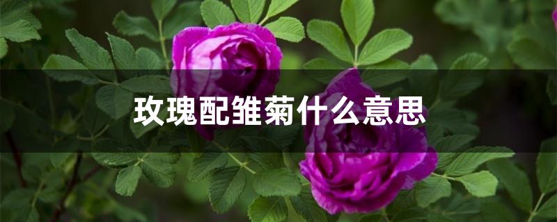 玫瑰配雏菊什么意思 玫瑰配雏菊什么意思