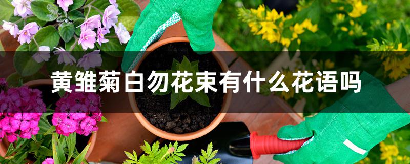 黄雏菊白勿忘我花束有什么花语吗 黄雏菊白勿忘我花束有什么花语吗