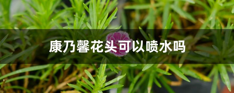 康乃馨花头可以喷水吗 康乃馨花头可以喷水吗