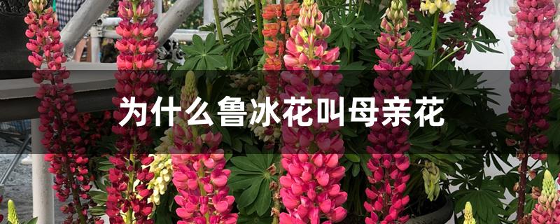 为什么鲁冰花叫母亲花 为什么鲁冰花叫母亲花