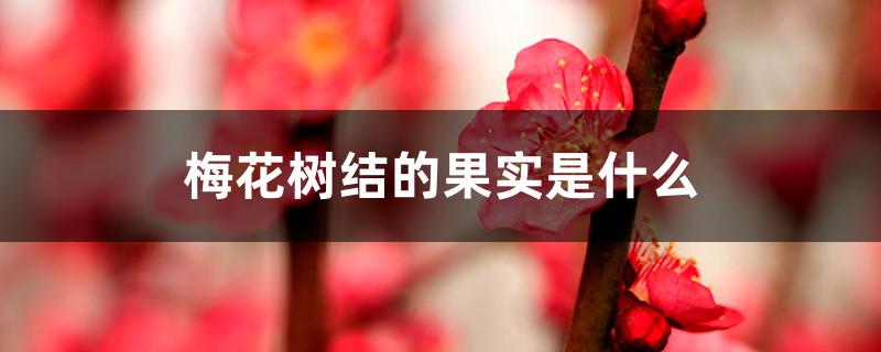 梅花树结的果实是什么