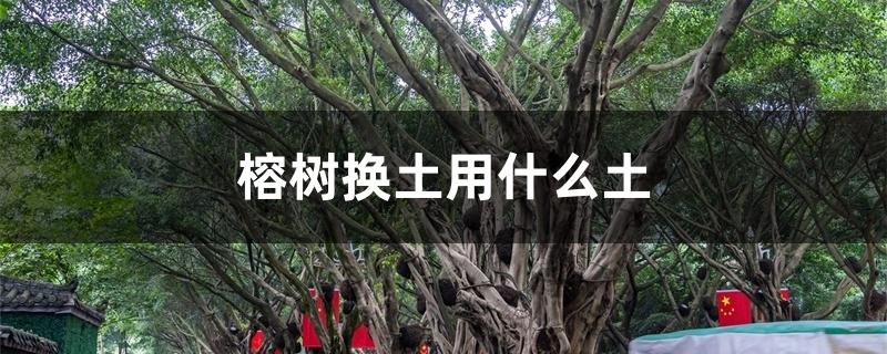 榕树换土用什么土 榕树换土用什么土