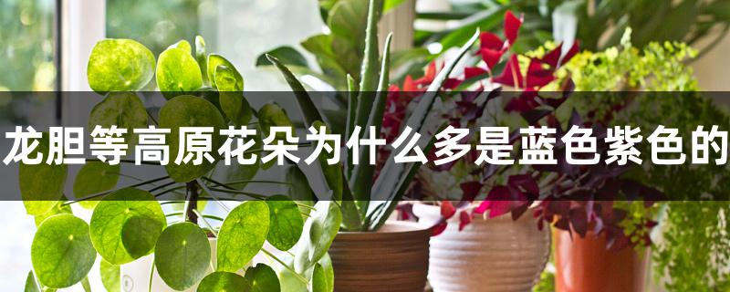 龙胆等高原花朵为什么多是蓝色紫色的 龙胆等高原花朵为什么多是蓝色紫色的