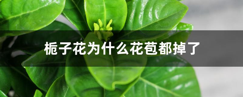 栀子花为什么花苞都掉了 栀子花为什么花苞都掉了
