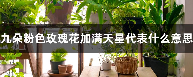 九朵粉色玫瑰花加满天星代表什么意思 九朵粉色玫瑰花加满天星代表什么意思