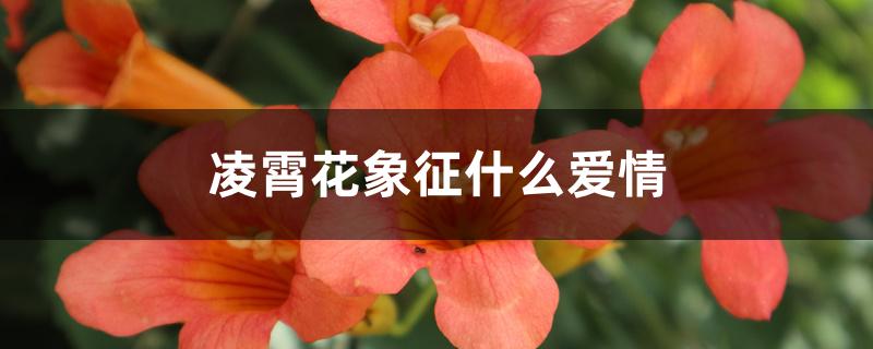 凌霄花象征什么爱情 凌霄花象征什么爱情