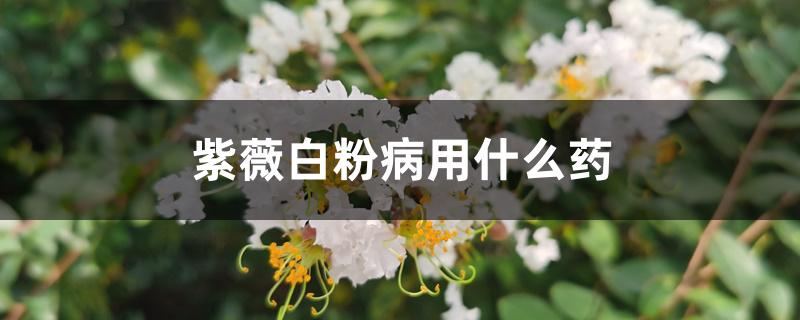 紫薇白粉病用什么药 紫薇白粉病用什么药
