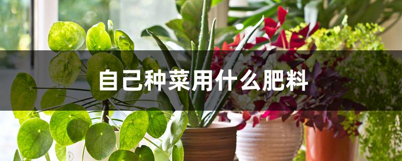 自己种菜用什么肥料 自己种菜用什么肥料