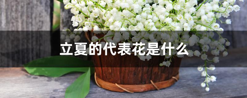 立夏的代表花是什么 立夏的代表花是什么